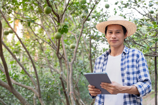 Organic farming, fruit farm. Farmers recheck quality record on application on tablet. Pomelo grow naturally, Ecological Biological, Healthy, Technology, non toxic, harvest, scientific , academic