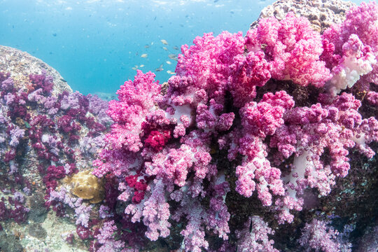 Soft coral blooming with vibrant pink polyps on a tropical reef under the clear blue sea