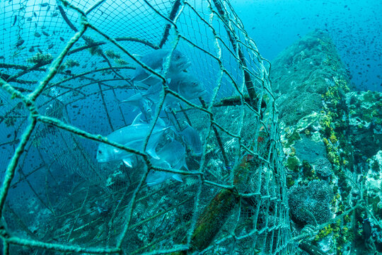 Fish trapped in an abandoned underwater fishing net discarded on a coral reef ecosystem