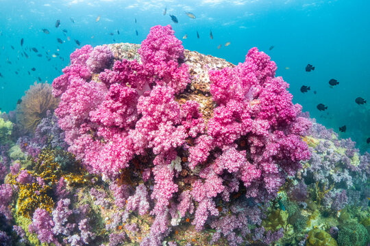 Soft coral pink dendronephthya and schooling tropical fish in clear underwater blue ocean reef habitat