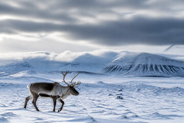 A reindeer walks across a vast, snowy landscape under a dramatic, cloudy sky. © Anastasiia