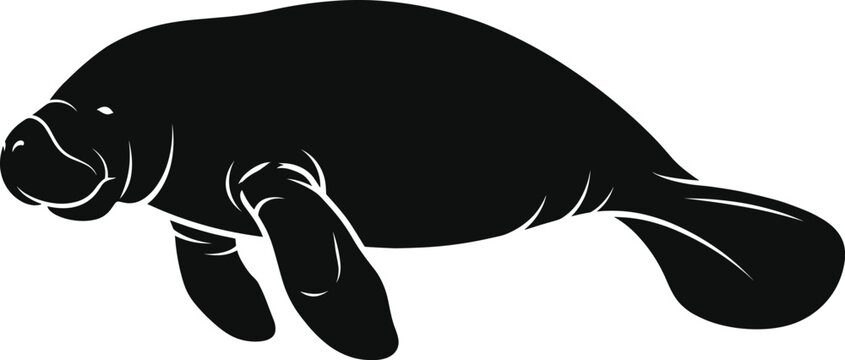 Manatee silhouette vector illustration of an underwater marine mammal isolated on a transparent background