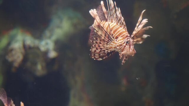 See the lionfish glide gracefully through vibrant coral reefs