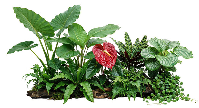 Tropical plants on a transparent background