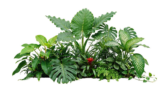 Tropical plants on a transparent background