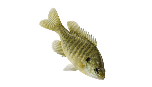 Young bluegill fish with olive-green body and vertical stripes, isolated on transparent background. Freshwater species concept for fishing, wildlife, biology, and educational design visuals.