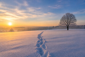 Naklejka premium A solitary tree stands in a vast, snow-covered field with footprints leading toward it during a sunrise.
