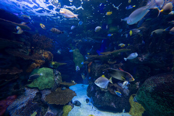 Obraz premium View of tropical fish swimming in colorful aquarium habitat.