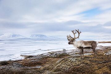 A reindeer stands on a snowy, rugged landscape with mountains in the distance under a cloudy sky. © Anastasiia