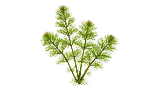 Myriophyllum aquatic plant with bright green feathery leaves and multiple stems, isolated on transparent background. Freshwater vegetation concept for aquarium, botany, and ecological design visuals.