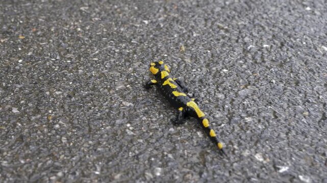 Fire salamander (Salamandra salamandra) crossing an asphalt road toward grass, highlighting wildlife road crossing and the danger of vehicle traffic to amphibians in natural habitat.
