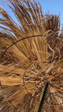 Natural straw umbrella viewed from below, showcasing the intricate details of dried leaves and circular frame against a clear blue sky in a tropical setting