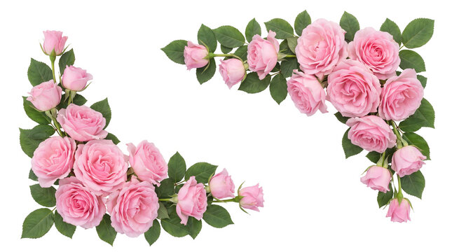 Beautiful pink roses and green leaves floral frame decoration on white background