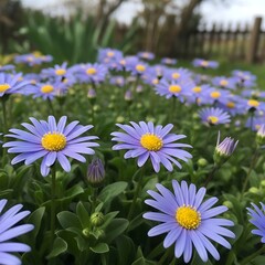 Obraz premium Purple Daisy Flowers Blooming in Green Outdoor Garden