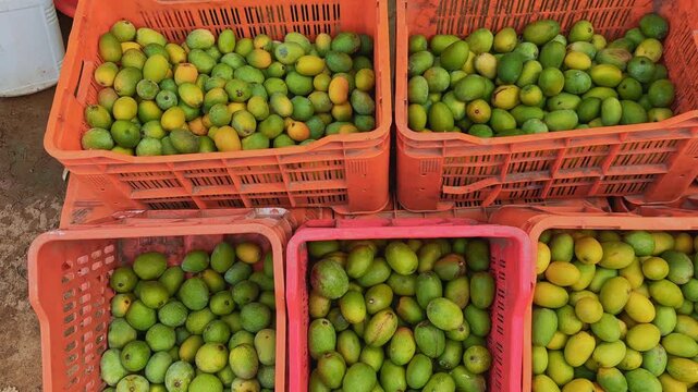 Smooth tracking shot across multiple harvest crates filled with raw and ripening mangoes, showcasing different varieties, maturity stages, and abundant seasonal farm produce.