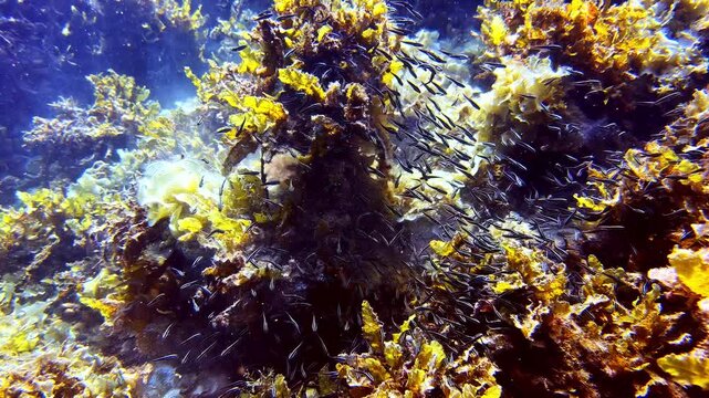 Peaceful reef scene in Sogod Bay, Southern Leyte, with juvenile striped eel catfish moving gently among soft corals and yellow reef growth, creating a calm tropical underwater atmosphere.