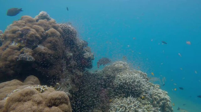 Enchanting underwater diving pov during spawning season showing thousands of fish hatchlings around a coral mound covered in brown star polyp in a bustling coral reef. Dauin, Philippines