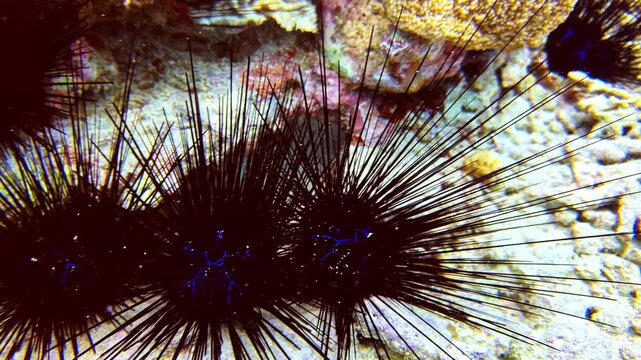 Close-up of long-spined sea urchins clustered on a tropical coral reef in Sogod Bay, Southern Leyte, Philippines, highlighting the striking spines and rich marine biodiversity.
