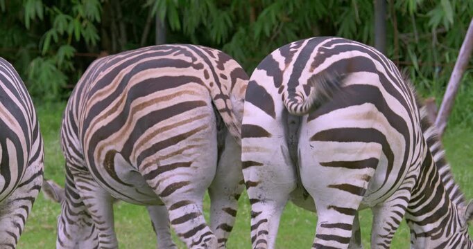Scene of zebras in a vibrant green setting showcasing their unique black and white stripes.