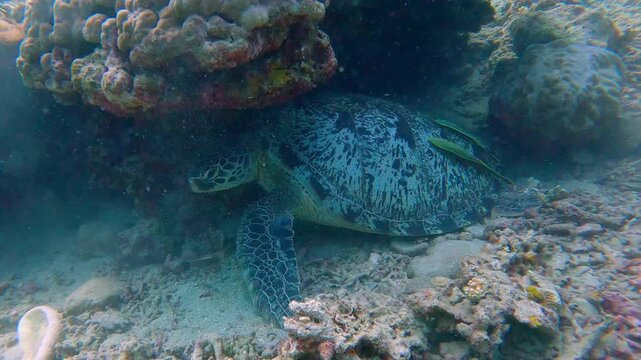 Orbit shot in silt-filled hazy water to reveal a green sea turtle (Chelonia mydas) with live sharksucker (Echeneis naucrates) attached to it sheltering from the strong current under a coral ledge.