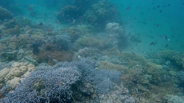 Diving pov showing a coral reef overflowing with marine life during a phytoplankton bloom that triggers a feeding frenzy for fishes in a magical underwater scene in Dauin, Philippines
