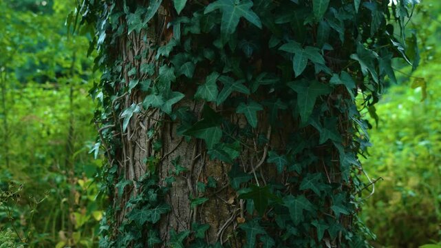 Tree trunk covered with climbing ivy in lush green woodland. Close-up view revealing textured bark and evergreen vine leaves