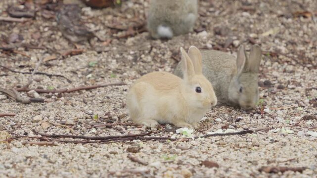 Fluffy and cute baby rabbits eating cabbage and one running away