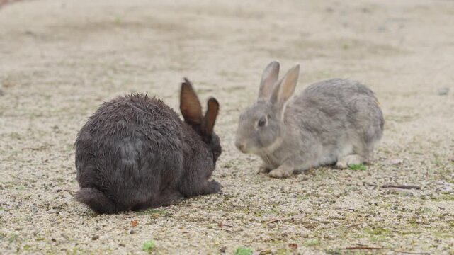 A black rabbit is eating cabbage and a grey rabbit tries to snatch it away