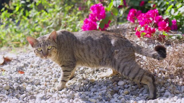 An alert brown tabby cat pauses cautiously on a gravel path, looking toward the camera while exploring a vibrant, sunlit garden with pink bougainvillea flowers.
