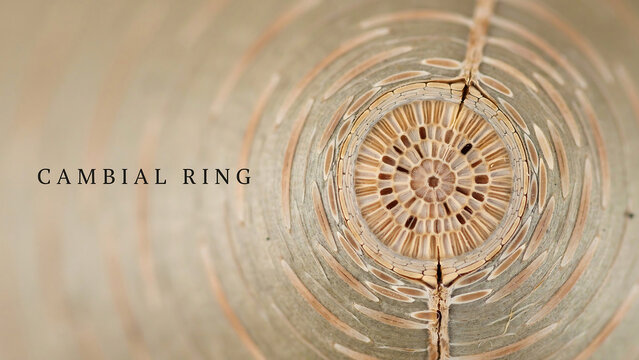 Cambial ring of a tree trunk with visible growth rings and cracks on surface  natural pattern