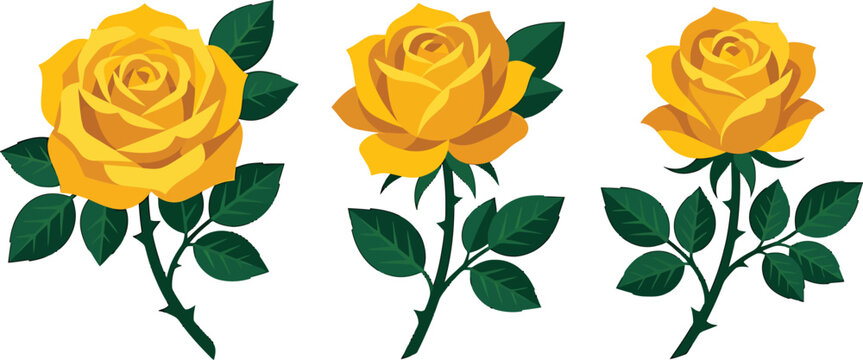 Set of three yellow roses with green leaves and stems isolated on white background vector illustration