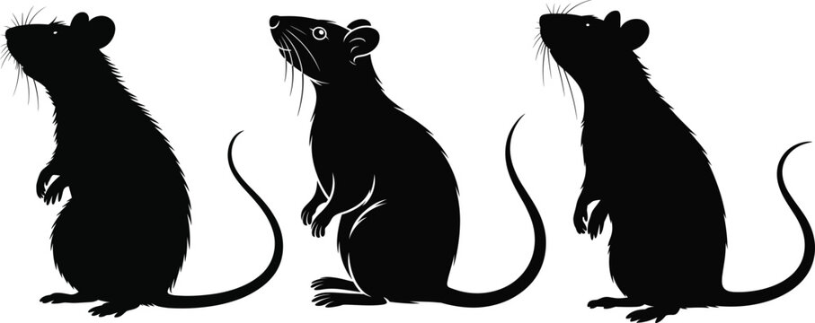 Set of three black rat silhouettes standing on hind legs in profile view vector illustration isolated on white background