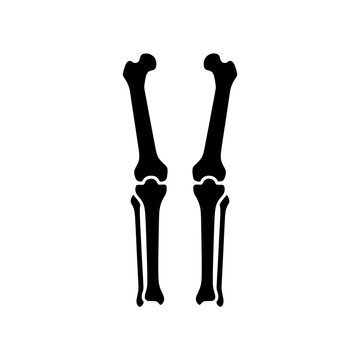 Human tibia fibula lower leg bones anatomy pair solid vector