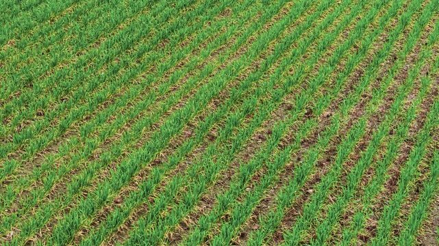 Spring season farming wheat field. Agricultural land with developing sprouts. Agricultural business, rural industry, ranch operation earning income, grain selling process