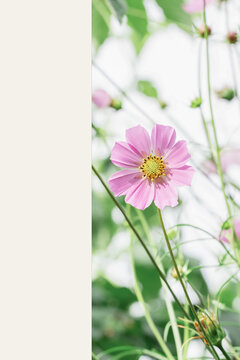 Minimalist summer botanical web banner template with pink cosmos flowers and vertical cream copy space block