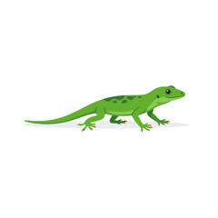 Fototapeta premium A small green lizard crawls slowly across a plain surface