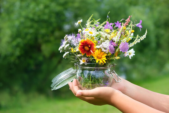 Hand with glass jar full of different colorful flowers close up outdoor, nature background. summer season. Healthy plants harvest for preparation infusion, tea. Organic vitamins of wild nature