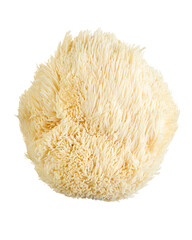 Lion’s Mane mushroom, a unique edible and medicinal fungus with cascading white spines, isolated on  transparent background with clipping path. Popular in gourmet cuisine and wellness products. © DEWINs