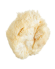 Lion’s Mane mushroom, a unique edible and medicinal fungus with cascading white spines, isolated on  transparent background with clipping path. Popular in gourmet cuisine and wellness products. © DEWINs