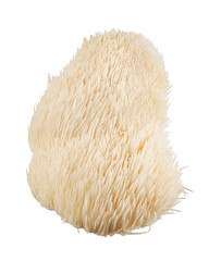Lion’s Mane mushroom, a unique edible and medicinal fungus with cascading white spines, isolated on  transparent background with clipping path. Popular in gourmet cuisine and wellness products. © DEWINs