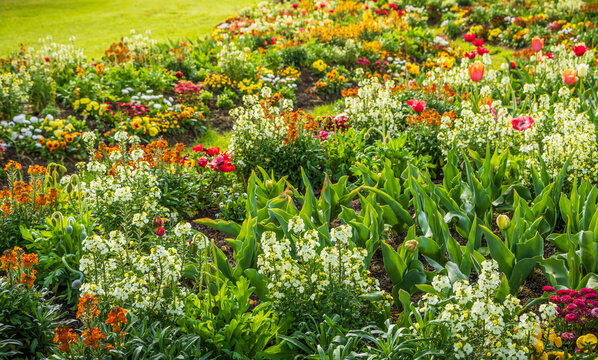 Beautiful blooming flowerbeds in a garden or park