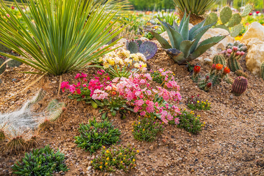 Succulents and drought tolerant low water plants in a garden