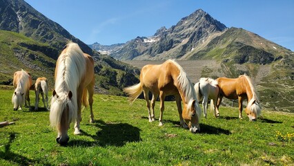 Haflingerherde auf Tiroler Almweide © Julia Beckel