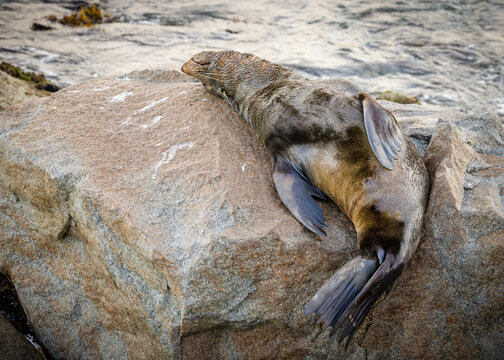 An Australian fur seal sleeps sprawled in a very uncomfortable looking position but is apparently very relaxed on its rock at a breakwater resting site at the Narooma harbour entrance in Australia.