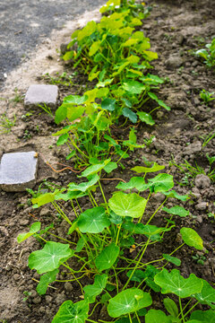 Young nasturtium plants growing in a garden bed with stone accents