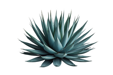 Fototapeta premium Blue agave plant with thick succulent leaves, growing in arid desert conditions, isolated with transparent background