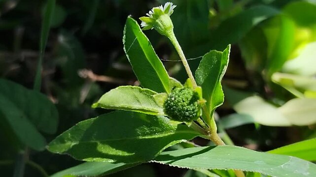 flower head of Eclipta prostrata that has not yet fully bloomed