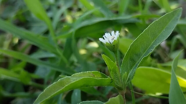 The blooming flowers of the orang aring or Eclipta alba plant. This plant is highly popular as a natural ingredient in hair care