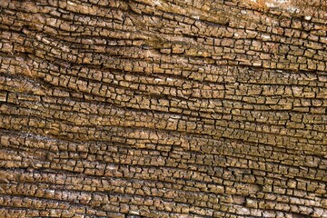 Fototapeta premium Close Up Texture of Weathered Tree Bark Pattern.