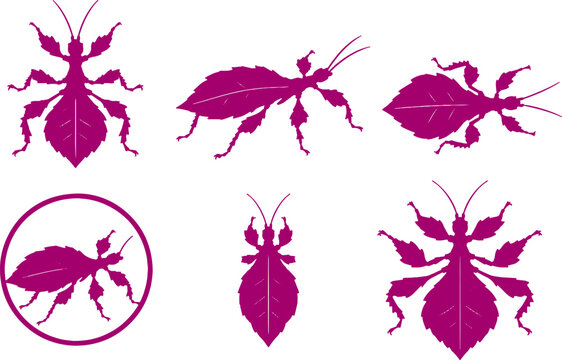 Spiny Leaf Insect Silhouette Icon Set Black Vector Phasmid Wildlife Collection